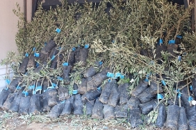 19-ilcede-2-bin-ureticiye-40-bin-zeytin-fidani-dagitilacak.jpg