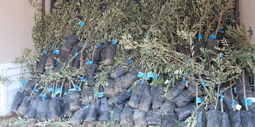 19-ilcede-2-bin-ureticiye-40-bin-zeytin-fidani-dagitilacak.jpg