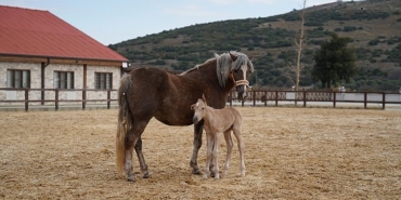 alia-parkin-ilk-tayi-dunyaya-geldi.jpg