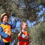 aliagali-minik-ogrenciler-sakranda-zeytin-hasadi-yapti.jpg