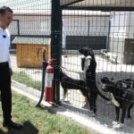 baskan-ozyigit-bakimevimizde-sokak-hayvanlarini-sahiplendirmeye-basladik.jpg
