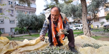 bucada-zeytin-hasadi-zamani.jpg