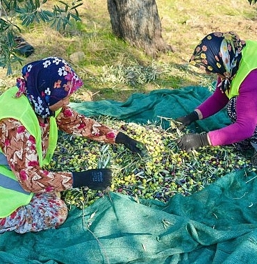 burhaniyede-zeytin-hasadi-basladi.jpg