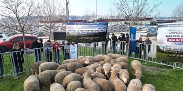 buyuksehirden-ureticilere-damizlik-koc-destegi.jpg