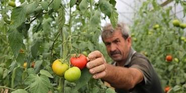 buyuksehirden-yuzde-50-hibeli-sera-destegi.jpg