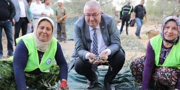 edremit-belediyesinde-zeytin-hasadi-basladi.jpg