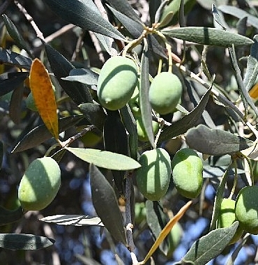 Gemlik'te Zeytin Ağacı 1500 Yıldır Meyve Veriyor