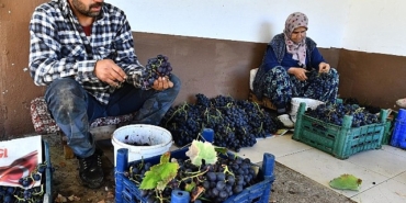 izmir-buyuksehir-belediyesi-10-ton-kavacik-uzumu-dagitiyor.jpg