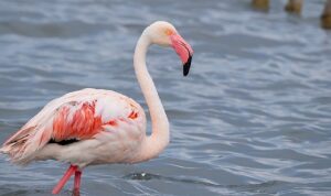 izmit-korfezinde-351-flamingo-kanat-cirpiyor-gklZRZfz.jpg