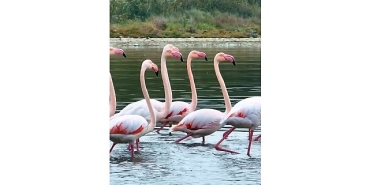 izmit-korfezinde-pembe-flamingolarin-dansi.jpg