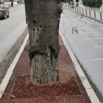 kadikoydeki-hasta-agaclarin-yerine-yenileri-dikilecek-gukKZUzz.jpg