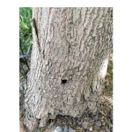kavaciktaki-hasta-agaclar-alandan-uzaklastirilacak.jpg