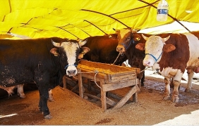keciorende-kurban-satis-alani-basvurulari-basliyor.jpg