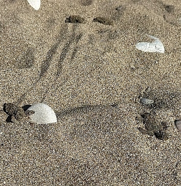 Kemer’de son caretta caretta yuvası açıldı