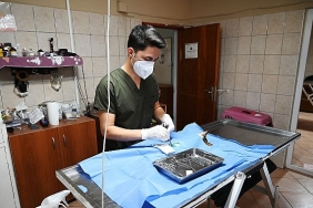 kemerde-227-sokak-hayvani-kisirlastirildi.jpg
