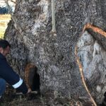 kocaeli-buyuksehirden-100-yillik-cinara-tedavi-laXfHk91.jpg