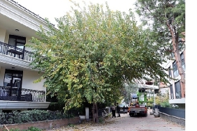 maltepenin-agaclari-saglikli-buyumesi-icin-budaniyor.jpg