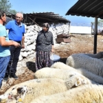 merasiz-kalan-hayvanlar-yem-destegiyle-yasama-tutundu-buyuksehir-yangindan-etkilenen-koylerin-yaralarini-sariyor.jpg