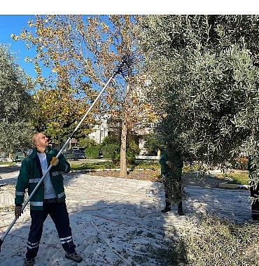 milas-belediyesi-park-ve-yesil-alanlarda-zeytin-hasadina-devam-ediyor.jpg