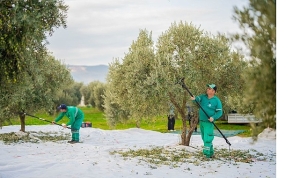 milas-belediyesi-zeytin-hasadina-basladi.jpg