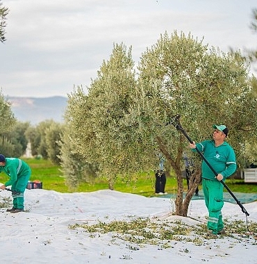 milas-belediyesi-zeytin-hasadina-basladi.jpg