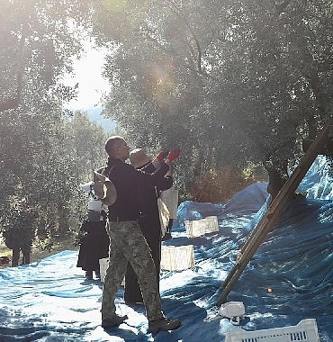 mudanyada-zeytin-hasadi-sezonu-basladi.jpg