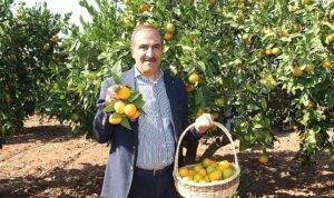 narenciye-sektoru-kktcde-gorulen-yesillenme-hastaliginin-turkiyeye-sicramamasi-icin-topyek-n-mucadele-istiyor-iElvtZ38.jpg