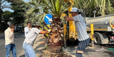 salihli-belediyesi-site-caddesini-palmiye-agaclariyla-yesillendiriyor.jpg