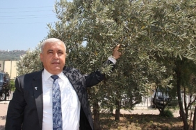 sofralik-zeytin-ihracatinda-tarihi-rekor-sofralik-zeytin-ihracati-210-milyon-dolara-ulasti.jpg