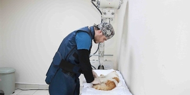 sokak-hayvanlarina-buyuksehir-sefkati.jpg