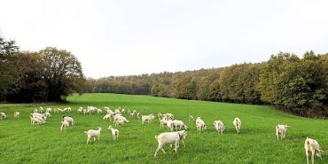 sut-otu-destegi-meralari-berekete-kavusturdu.jpg