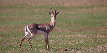 turkiyedeki-dag-ceylanlari-icin-yeni-bir-calisma-baslatildi.jpg