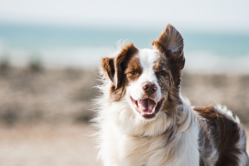 Köpek Tuvalet Eğitimi