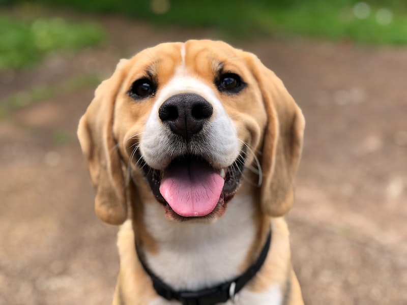 Köpek Yavrusu Aşıları: Zamanlama ve Önemi