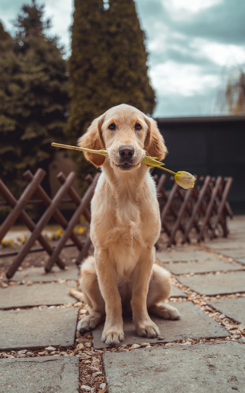 Köpeklerde Tasma ve Yürüyüş Eğitimi