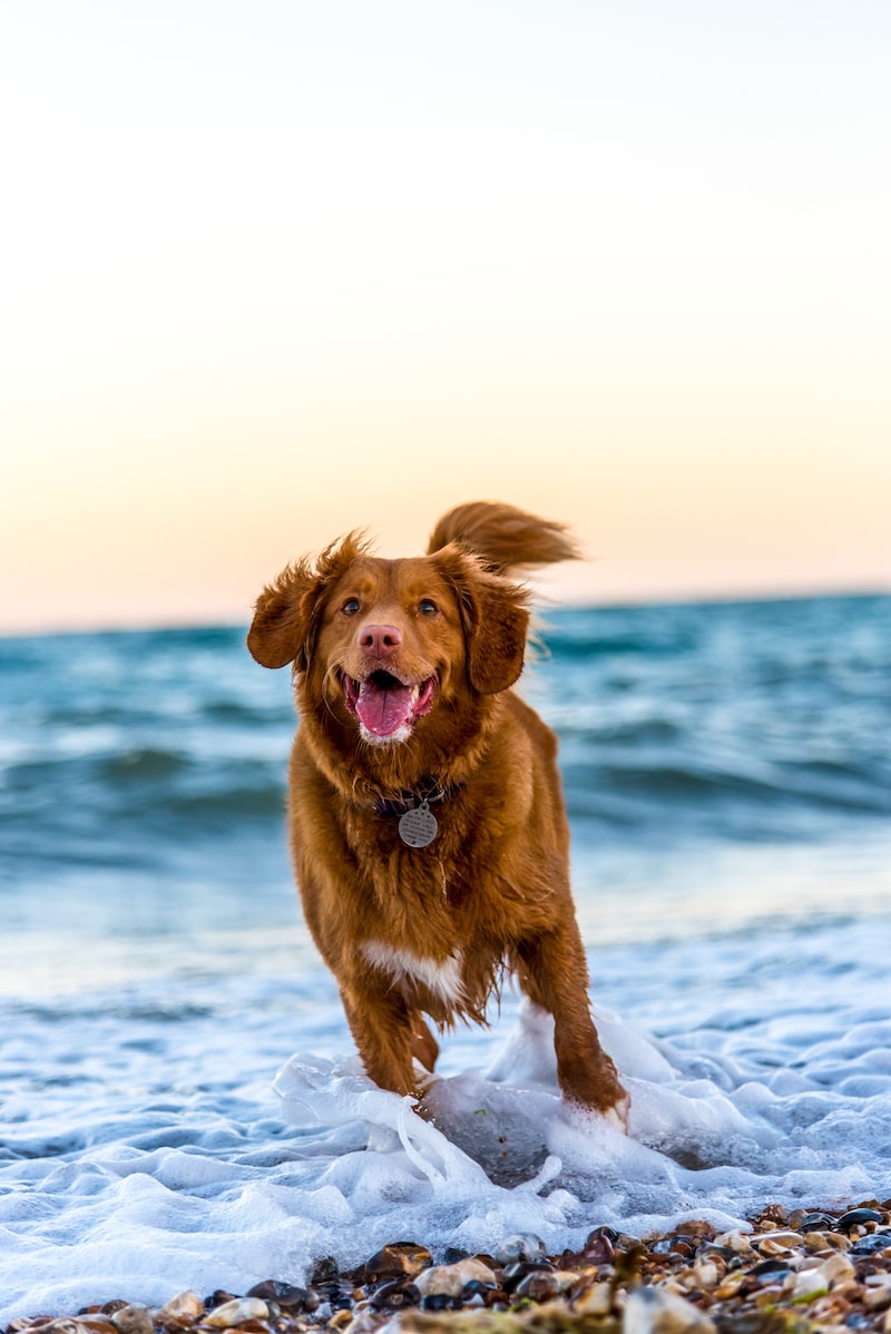 Köpeklerin Ağız ve Diş Sağlığı